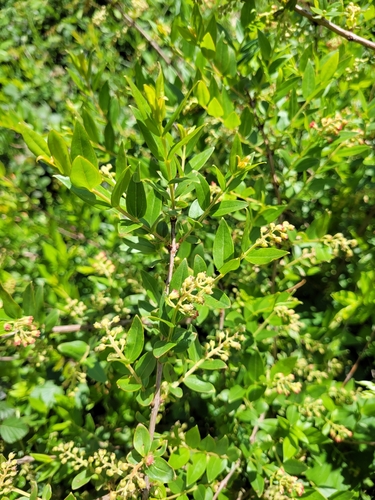 Image of Coriaria myrtifolia by (c) Roland Godon, some rights reserved (CC BY)