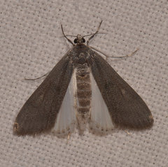 Parapoynx maculalis