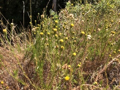 Erigeron reductus angustatus