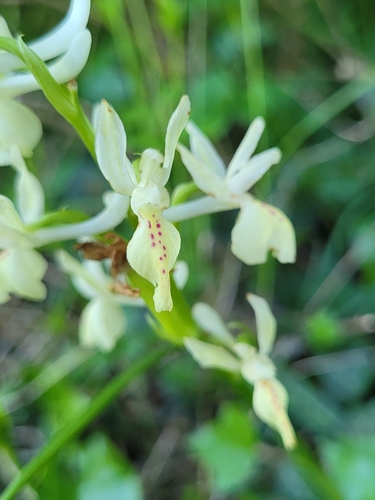Image of Orchis provincialis by (c) Roland Godon, some rights reserved (CC BY)