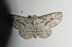 Iridopsis larvaria