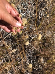Erigeron reductus angustatus