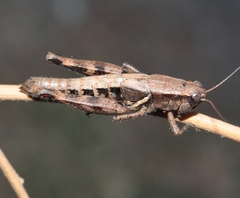 Melanoplus rileyanus
