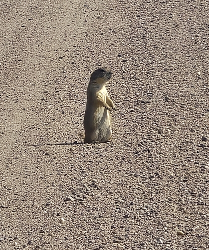 Black-tailed Prairie Dog