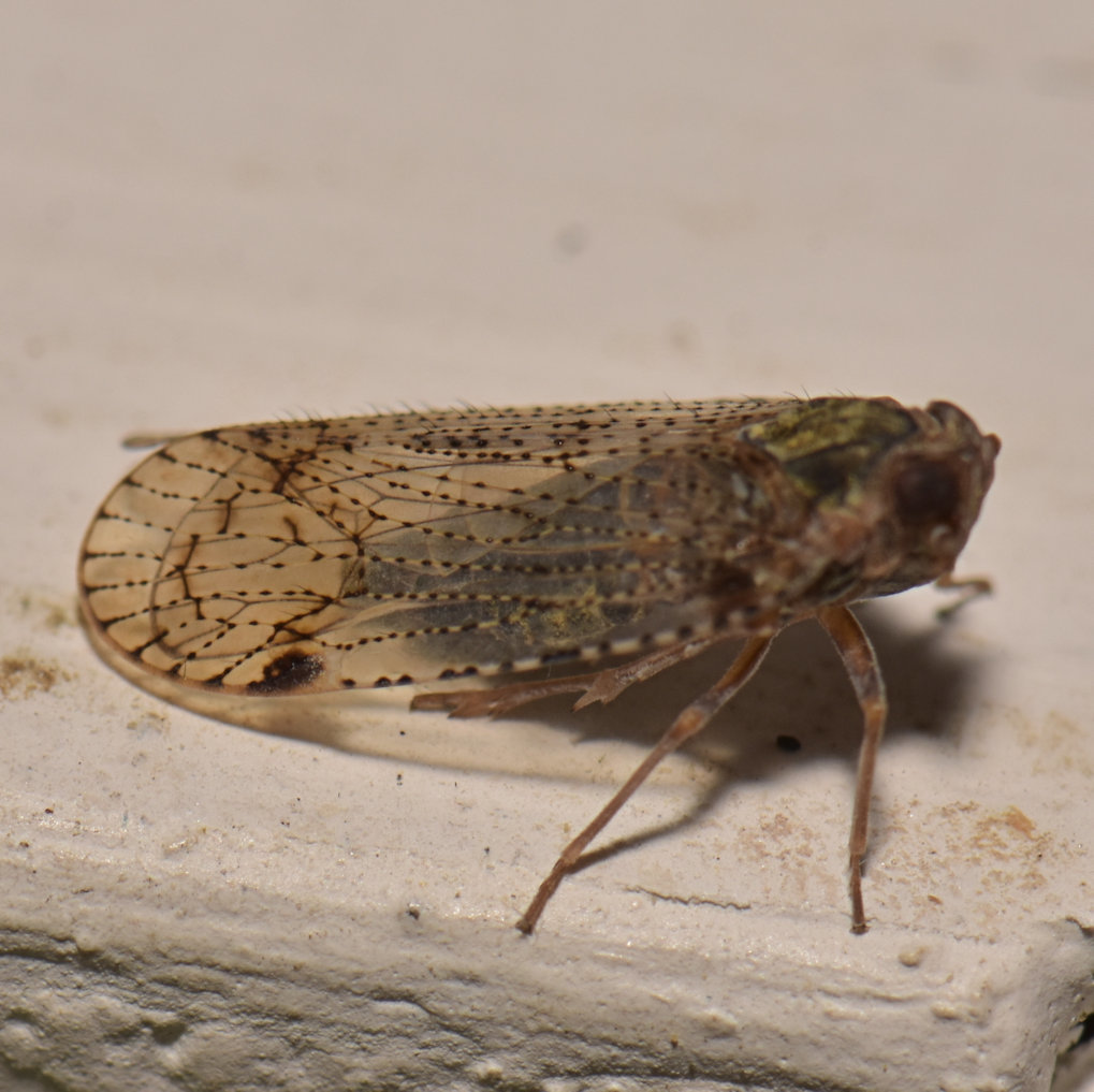 Cixius meridionalis