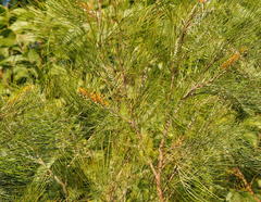 Grevillea pteridifolia