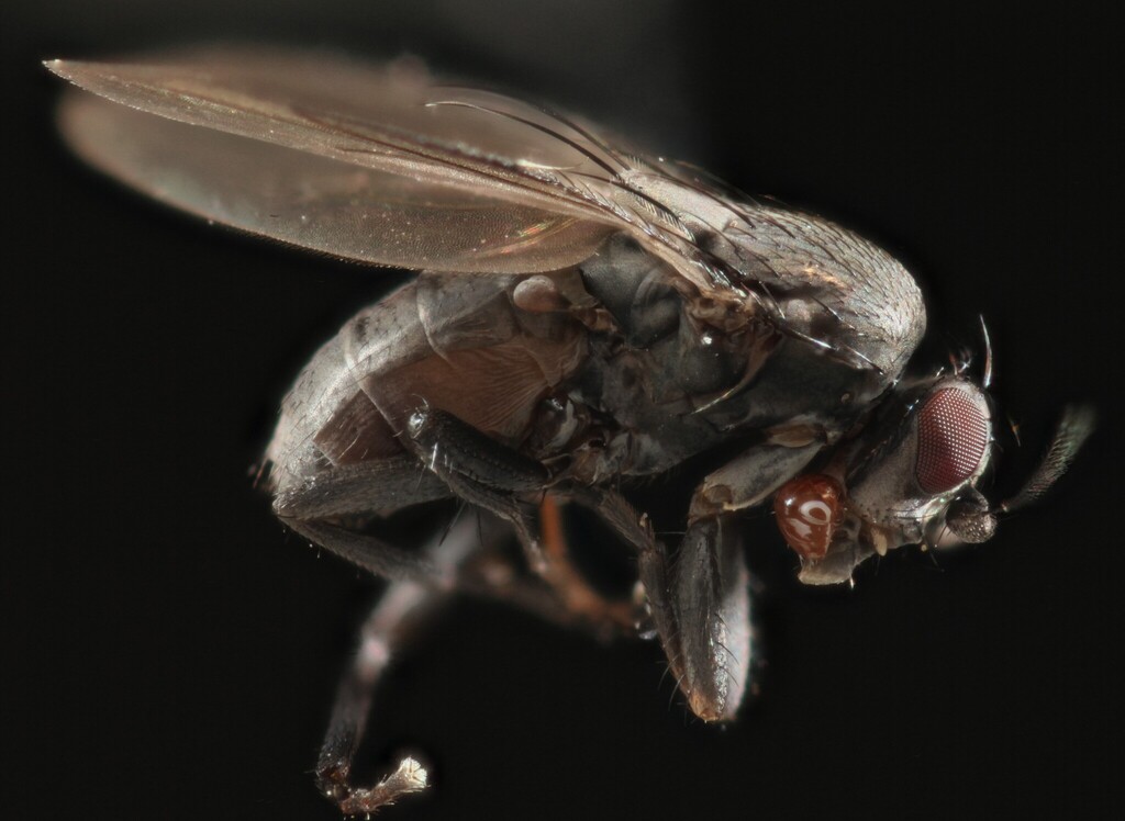 Phthitia occimosa