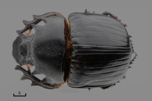Heliocopris samson