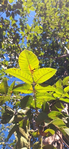 Foto de Aroeira