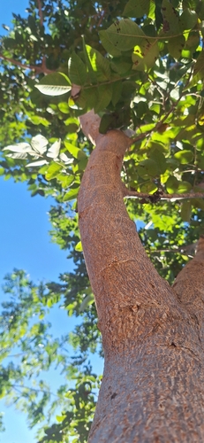Foto de Aroeira