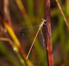 Lestes concinnus