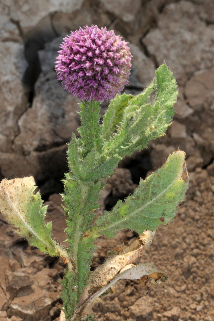Sphaeranthus indicus (Sphaeranthus indicus)