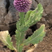 East Indian Globe Thistle - Photo (c) Pete Woodall, some rights reserved (CC BY-NC), uploaded by Pete Woodall