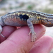 Western Side-blotched Lizard - Photo (c) sea-kangaroo, some rights reserved (CC BY-NC-ND), uploaded by sea-kangaroo