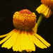 Pretty Sneezeweed - Photo (c) CARLOS VELAZCO, some rights reserved (CC BY-NC), uploaded by CARLOS VELAZCO