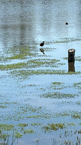 iNaturalist observation photo of White-faced Ibis