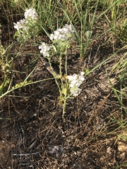 Dimorphocarpa candicans