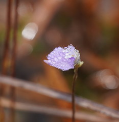 Utricularia caerulea