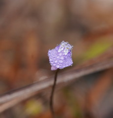 Utricularia caerulea