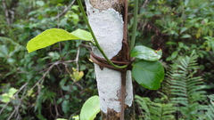 Hippocratea volubilis