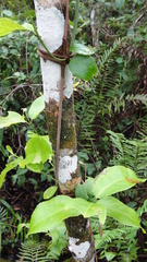 Hippocratea volubilis