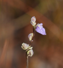 Utricularia caerulea