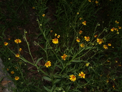 Helenium amphibolum