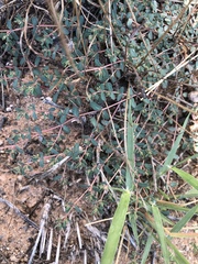 Euphorbia glyptosperma