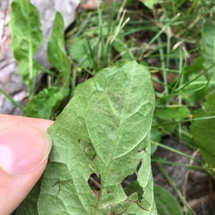Liriomyza taraxaci
