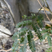 Acacia dolichocephala