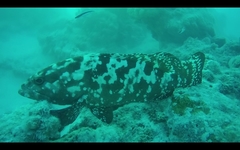 Epinephelus polyphekadion