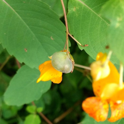 Jewelweed Gall Midge photo 3