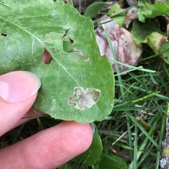 Liriomyza taraxaci