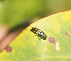 Palaeorhiza disrupta