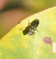 Palaeorhiza disrupta