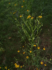 Helenium amphibolum