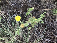 Xanthisma texanum drummondii