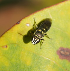 Palaeorhiza disrupta