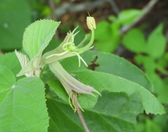 Helicteres baruensis