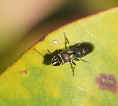 Palaeorhiza disrupta