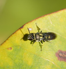 Palaeorhiza disrupta