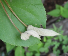 Helicteres baruensis