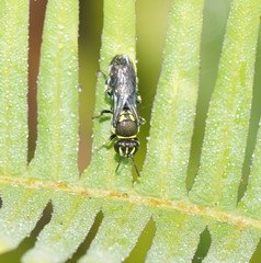 Palaeorhiza disrupta