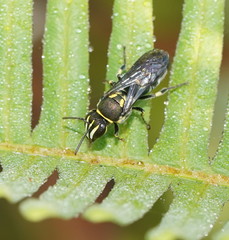 Palaeorhiza disrupta