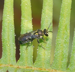 Palaeorhiza disrupta