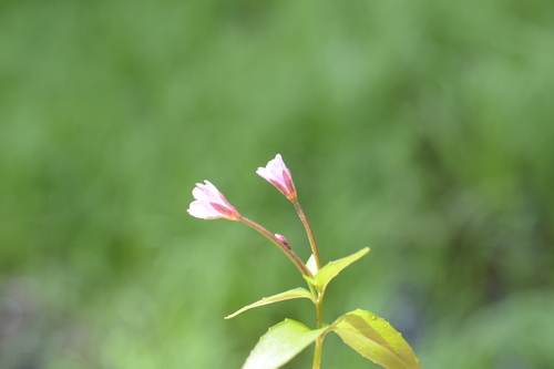 Image of Epilobium hornemannii by (c) Alison Northup, some rights reserved (CC BY)