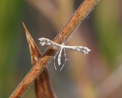 Buckleria paludum
