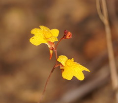 Utricularia chrysantha