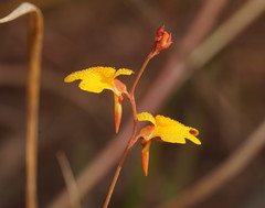Utricularia chrysantha