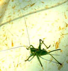 Neobarrettia sinaloae